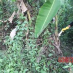 Mummified human body found in Indonesian rainforest