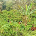 Sicko dismembered his girlfriend into dozens of pieces