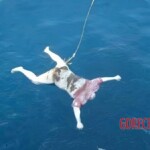 Victims of tsunami in Japan in 2011