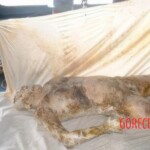 Victims of tsunami in Japan in 2011