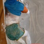 Victims of tsunami in Japan in 2011