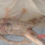 Victims of tsunami in Japan in 2011