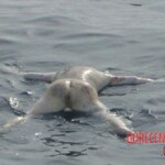 Victims of tsunami in Japan in 2011