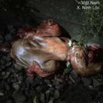 Vietnamese man torn to pieces by train