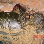 Decomposing maid found in attic