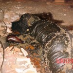 Decomposing maid found in attic