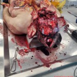 Elderly Russian couple died in bus accident