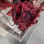 Elderly Russian couple died in bus accident