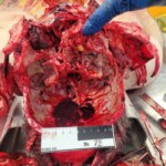 Elderly Russian couple died in bus accident