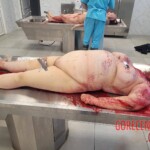 Elderly Russian couple died in bus accident