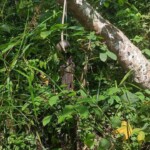 Heavily decomposed body of hanged man found in rubber plantation