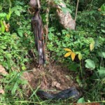Heavily decomposed body of hanged man found in rubber plantation
