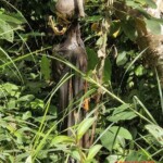 Heavily decomposed body of hanged man found in rubber plantation