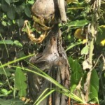 Heavily decomposed body of hanged man found in rubber plantation