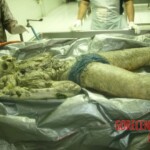 Missing boy found partially skeletonized