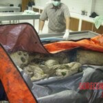 Missing boy found partially skeletonized