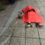 Vietnamese woman stabbed to death by her ex-boyfriend