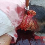 Woman’s body found with knife plunged deep into her neck