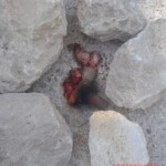 CJNG butchered their rival