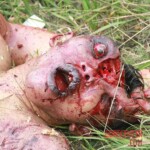 MH17 flight crash victim