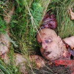 MH17 flight crash victim