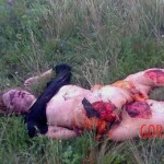 MH17 flight crash victim