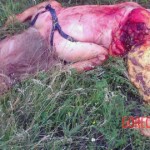 MH17 flight crash victim