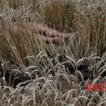 MH17 flight crash victim