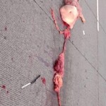 Woman torn in half while trying to cross highway