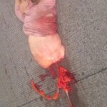 Woman torn in half while trying to cross highway