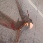 Woman torn in half while trying to cross highway