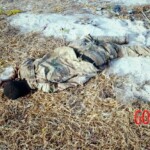 Al-Shabaab terrorists captured Somali island of Kudha