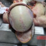 Female corpse found stuffed in freezer