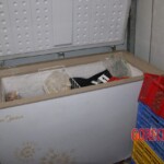 Female corpse found stuffed in freezer