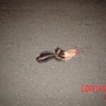 Man ended his life by jumping from high bridge