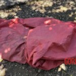 Guy killed by swarm of bees