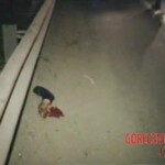 Unsuccessful attempt to cross highway