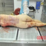 Autopsy of stabbed Chinese woman