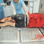 Autopsy of stabbed Chinese woman