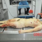 Autopsy of stabbed Chinese woman