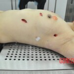 Autopsy of stabbed Chinese woman