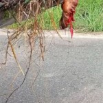 Collision with combine harvester tore off motorcyclist's face