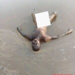 Eldery male corpse found in irrigation pond