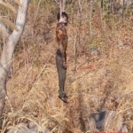 Hanging victim found on hill near village