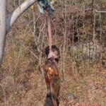 Hanging victim found on hill near village