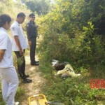 Scottish tourist killed by elephant on Thai island of Koh Samui