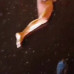 Someone dumped dismembered naked woman on road