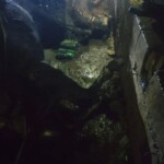 Three Syrians died in gas explosion