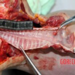 Chinese woman found dead in park