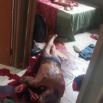 Couple found dead in their bedroom with signs of extreme violence